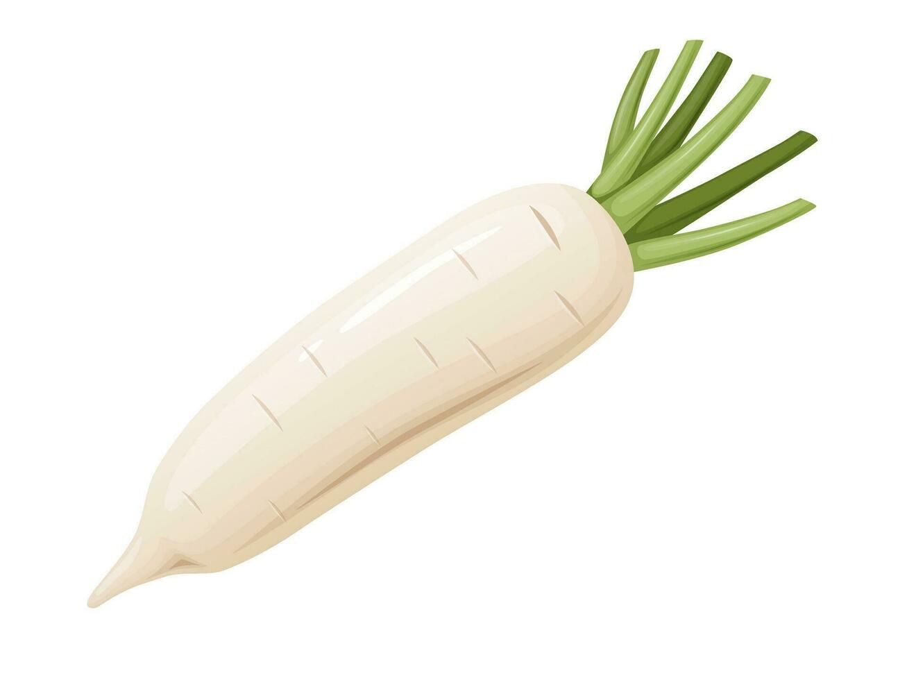 Daikon radish with green stem. Horseradish rhizome plant. vector