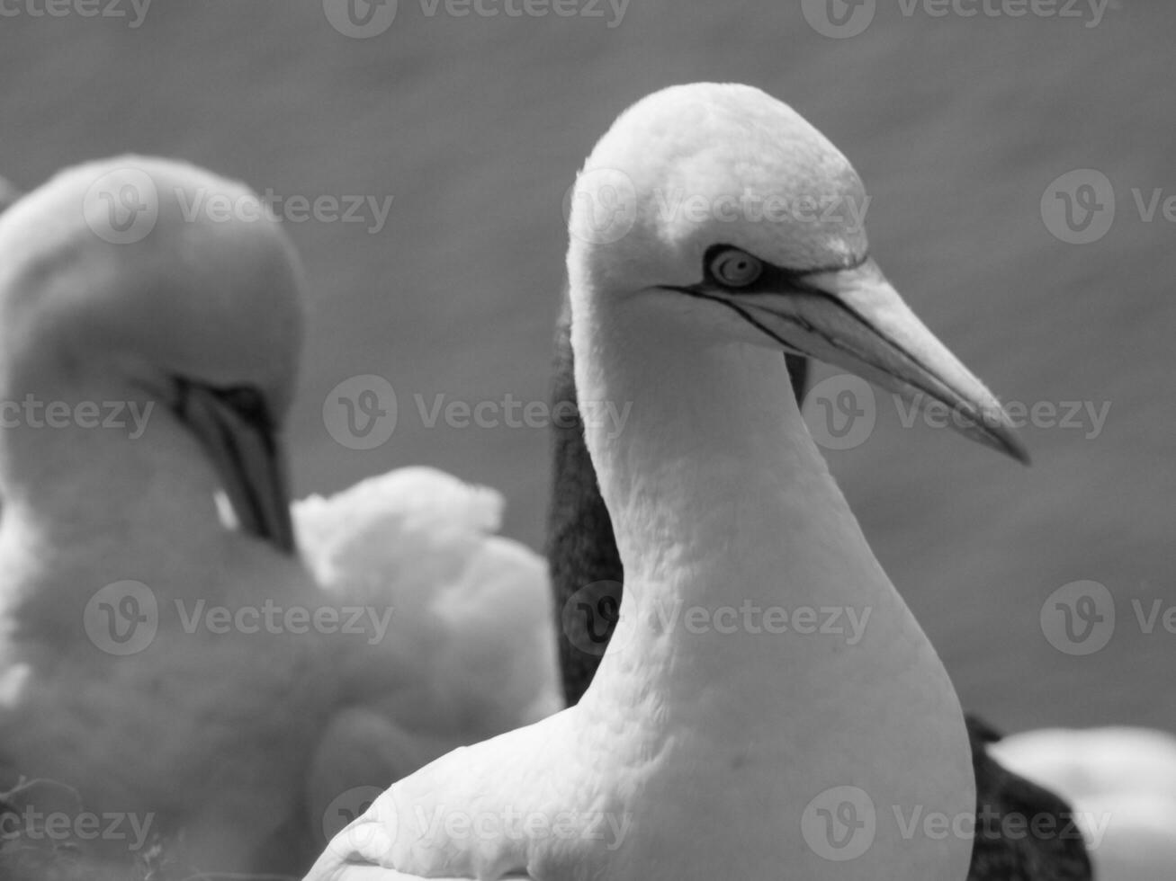 Helgoland island in the north sea photo