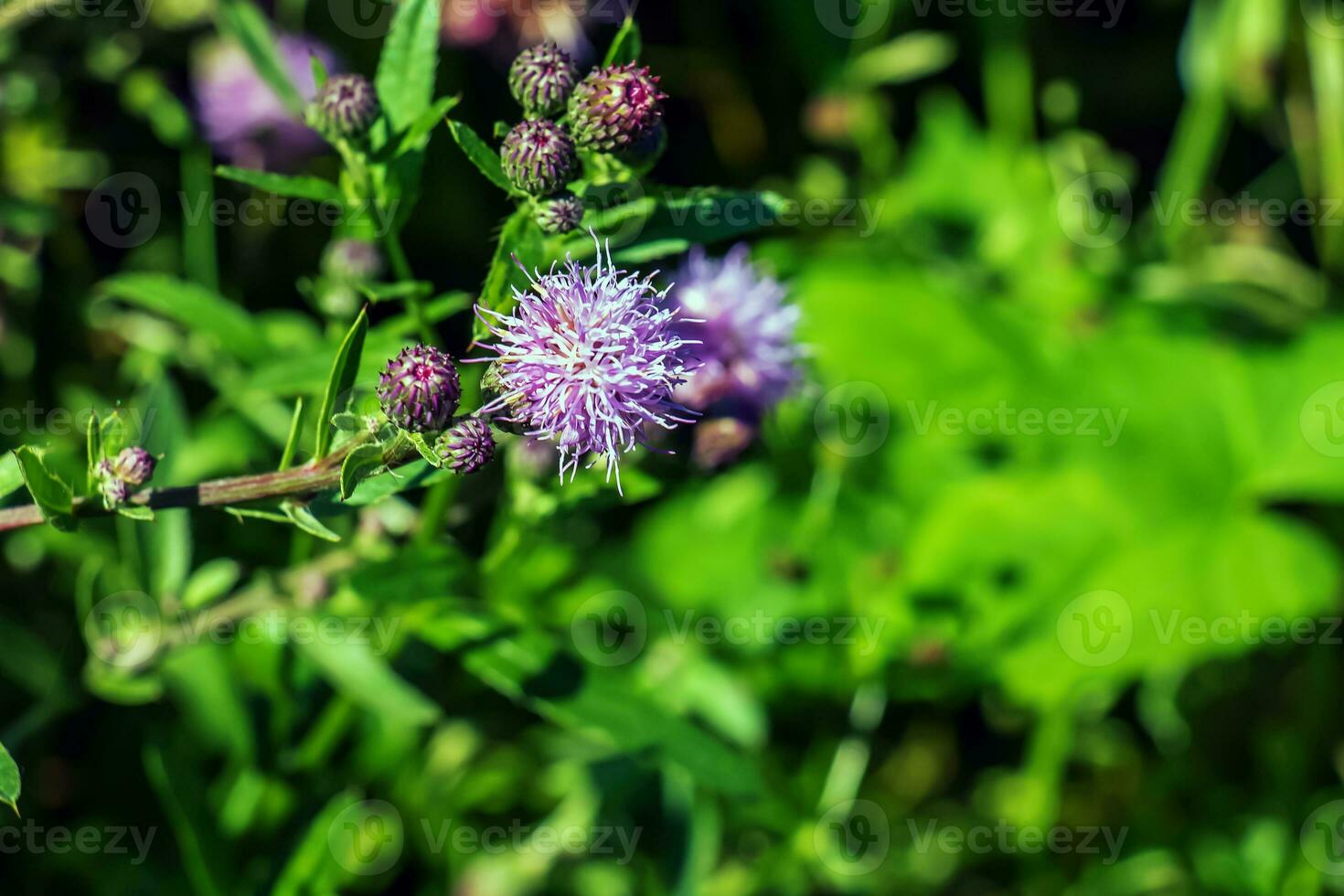 A purple Carduus Acanthoide flower. Also known as a spiny plumeless thistle. photo