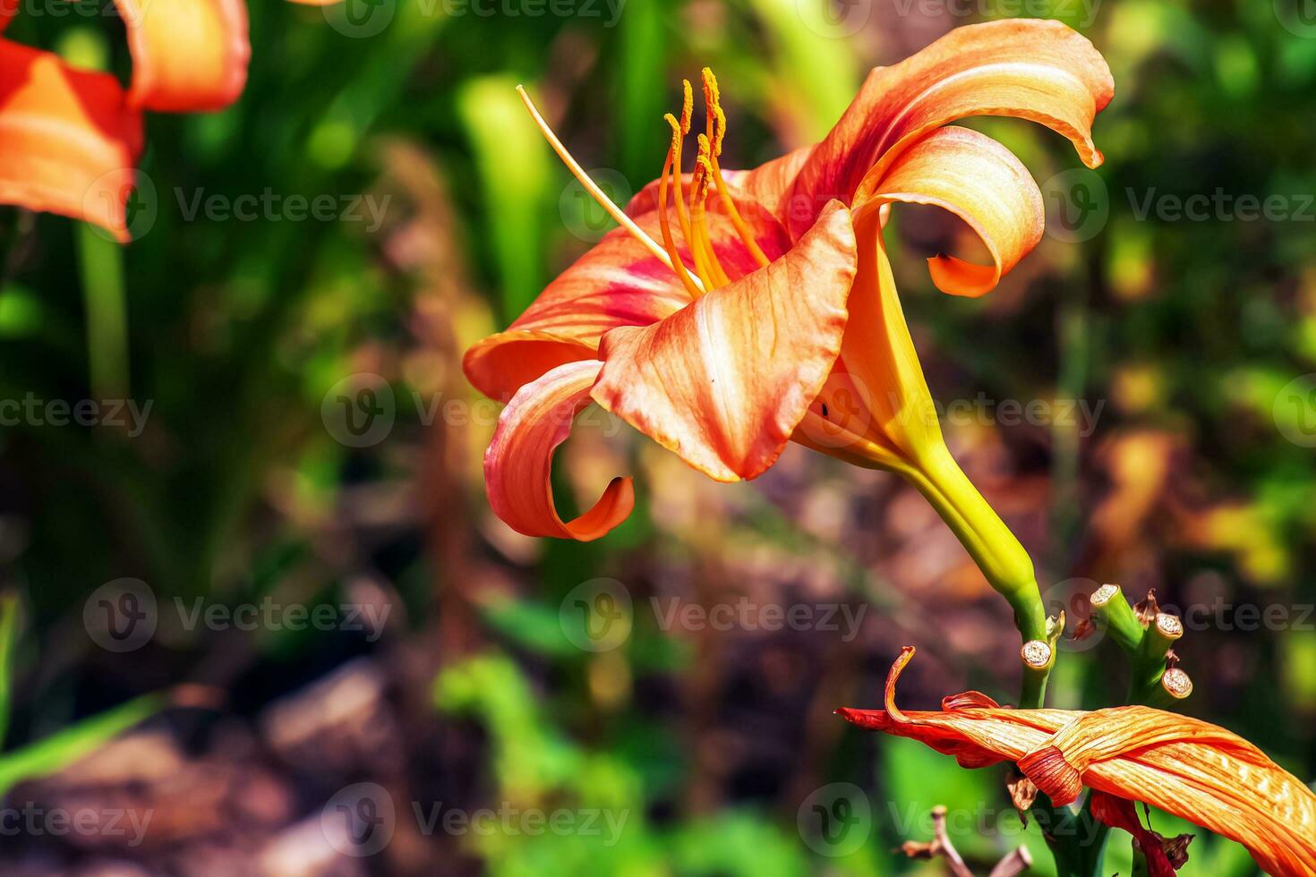 hemerocallis fulva o el naranja lirio de día. maíz lirio floración en el jardín. cerca arriba. detalle. foto