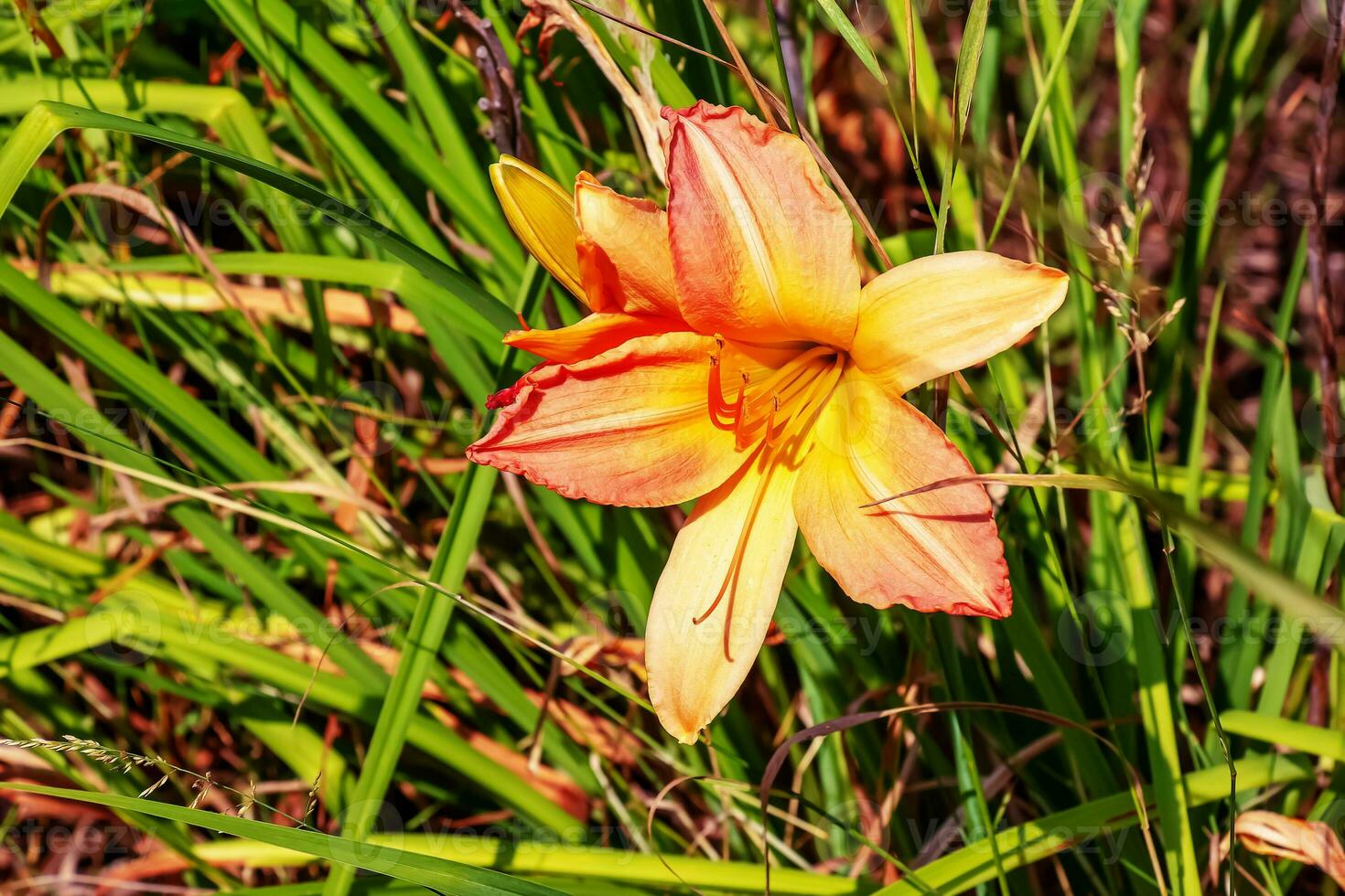 Hemerocallis fulva or the orange day-lily. Corn lily flowering in the garden. Close up. Detail. photo