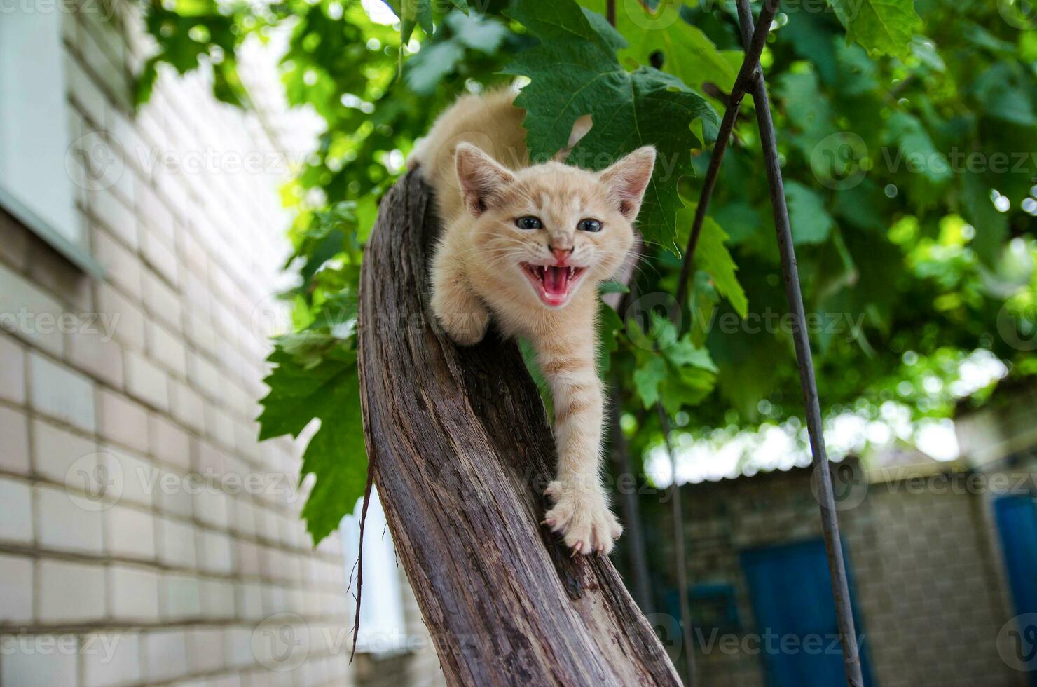 Ginger kitten screams meows with open mouth on a wooden branch. Frisky Kitty climbs trees. Playful cat hunts. The kitten is exploring a new world for him. Delight and emotions of joy. photo