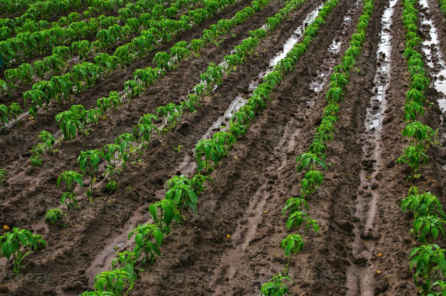 Field of rows of paprika pepper plants after heavy rain. Growing vegetables outdoors on open ground. Farming, agriculture landscape. Agroindustry. Plant care and cultivation. Freshly planted seedlings photo