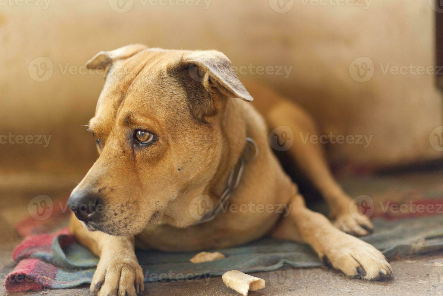 close up dark brown white dog stand and waiting on ground floor photo