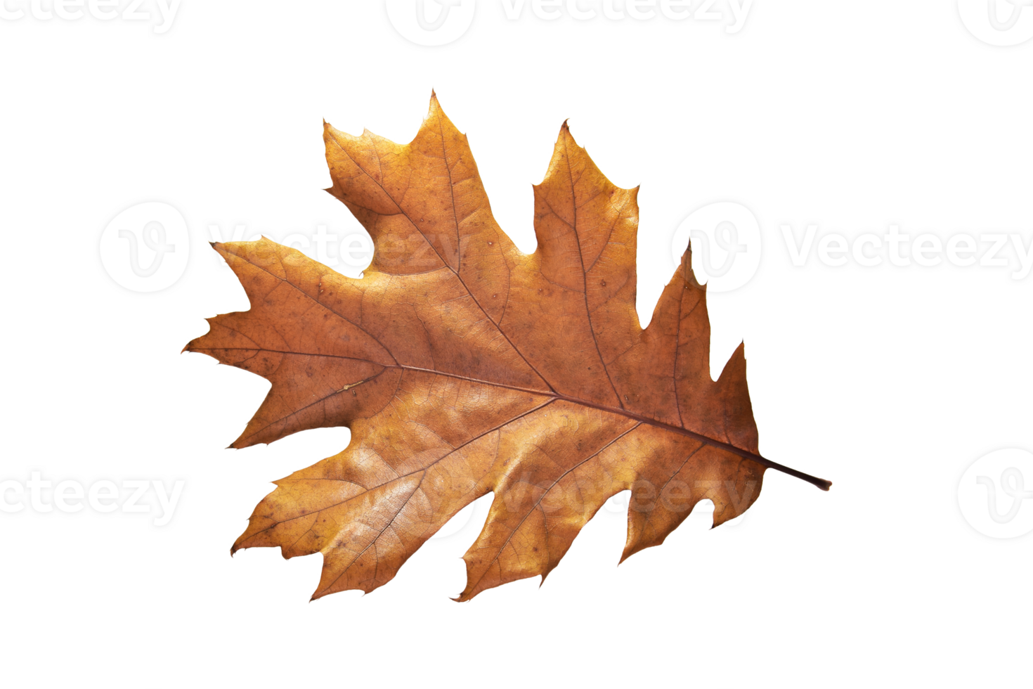 One autumn oak leaf isolated on white background png