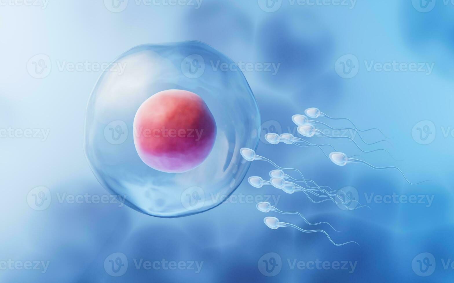 The union of sperm and an egg cell, 3d rendering. photo