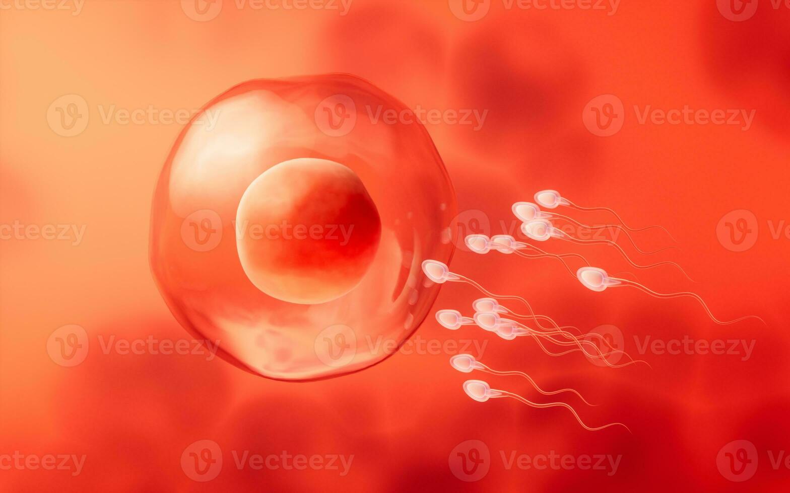 The union of sperm and an egg cell, 3d rendering. photo