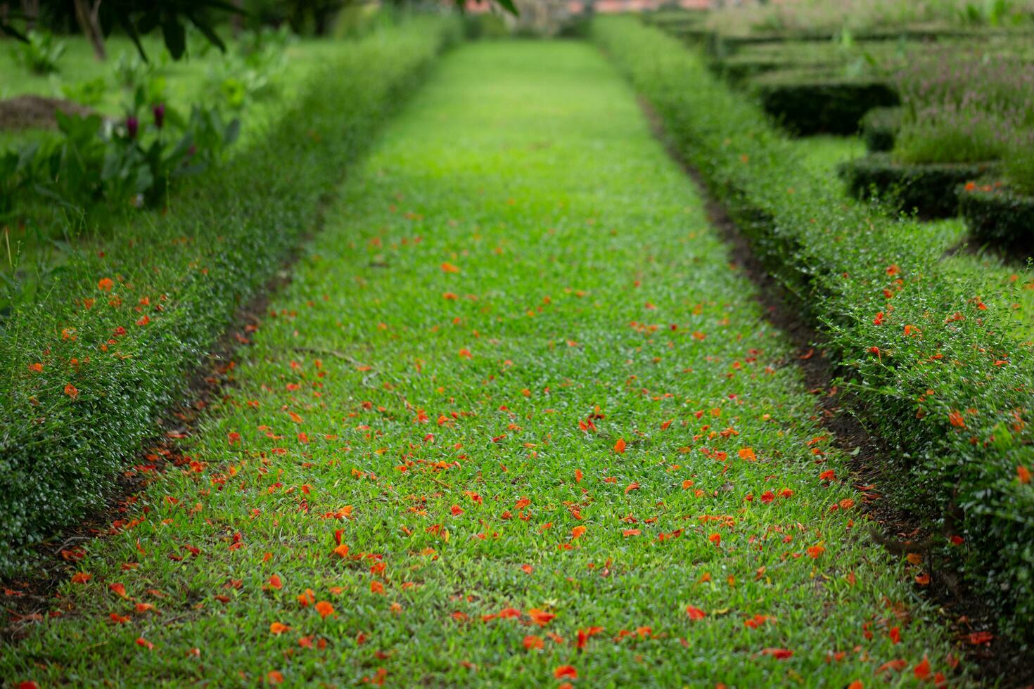 Green grass on the path way, selective focus. photo