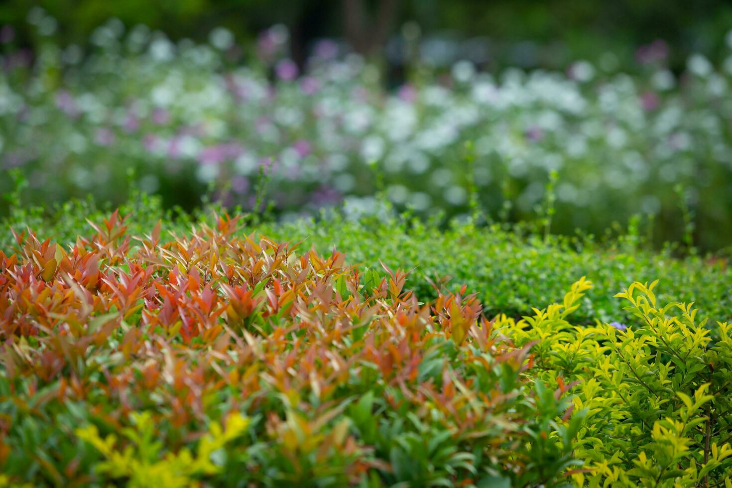 Colorful flowers in a park in a shady atmosphere Images for background photo