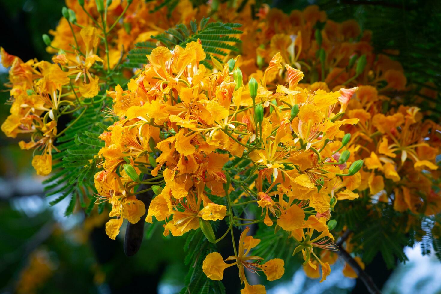 The Royal Poinciana tree has a common name in the Thai language. The flame is a large perennial plant. Deciduous in the dry season The crown is wide, the flowers are many, dark yellow, orange, red. photo