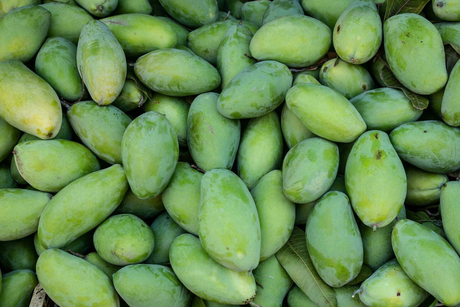 Pile of green mangoes fruit in market. Mangoes are generally sweet, although the taste and texture of the flesh varies across cultivars some, such as Alphonso, have a soft, pulpy, juicy texture. photo