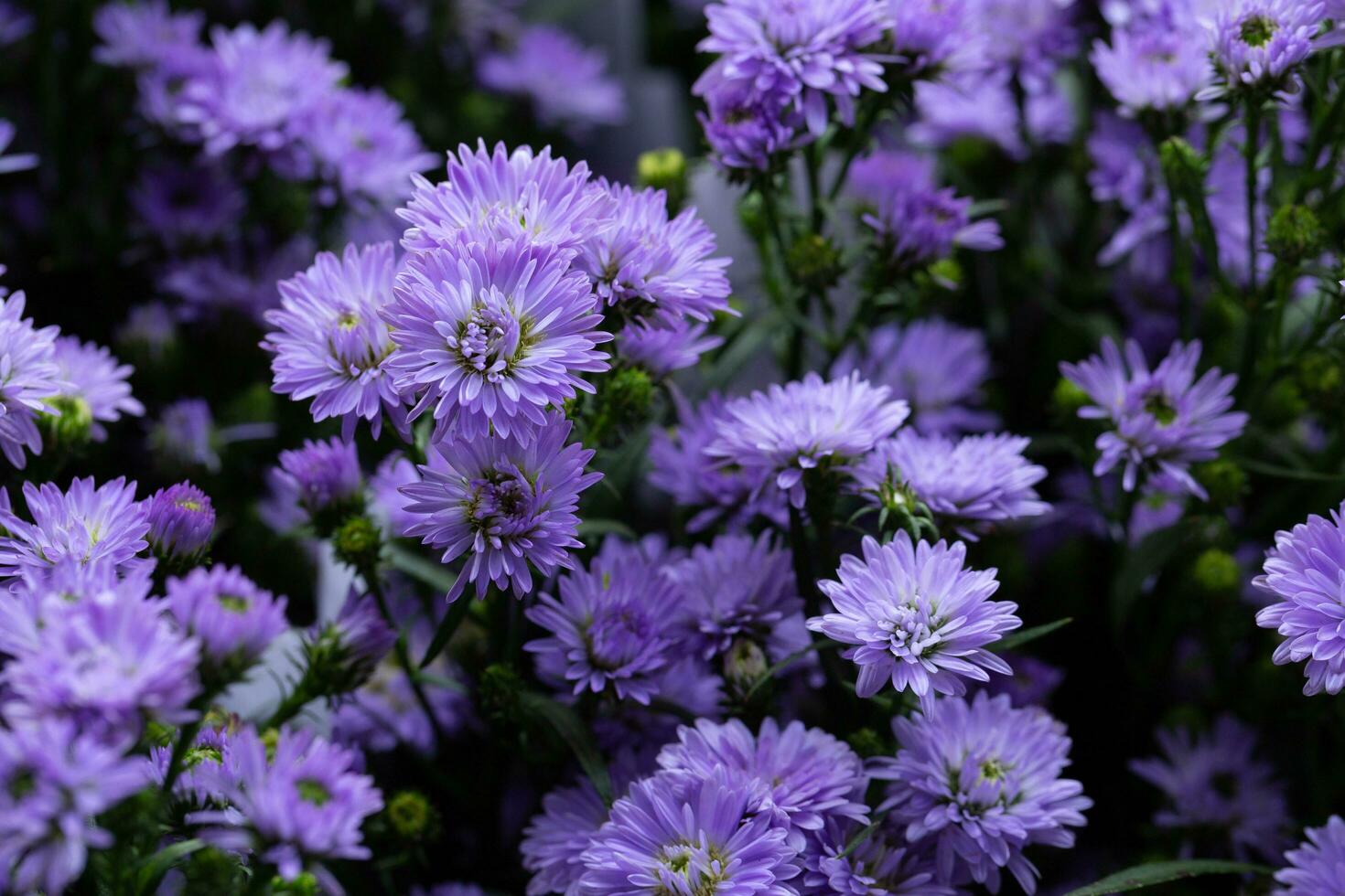 Vivid colored Callistephus chinensis flowers, common names include China aster. A bouquet of blooming purple China aster photo