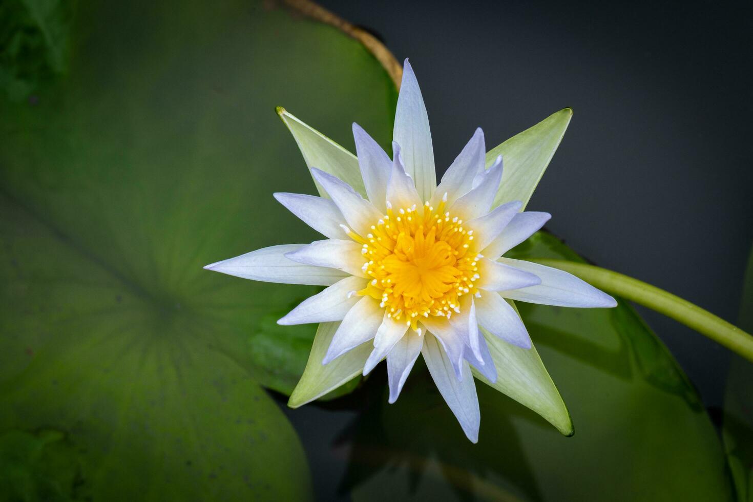 Blue water-lily Nymphaea Elegans  white lotus flowers water lily have yellow-orange stamens. photo