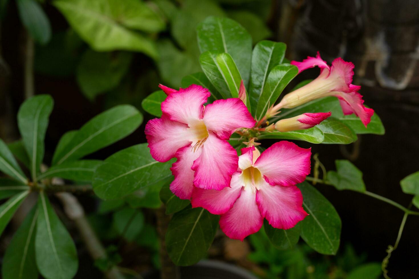 Pink adenium flowers with blurred green leaves background. Adenium obesum, Desert Rose Adenium obesum photo