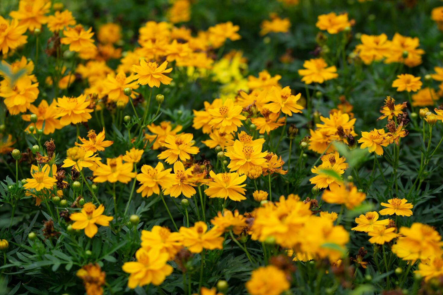 Mexican Aster flower, patterned, shallow depth of field Taken outdoors in the botanical garden, is an annual plant that is easy to grow and can bloom many days. photo