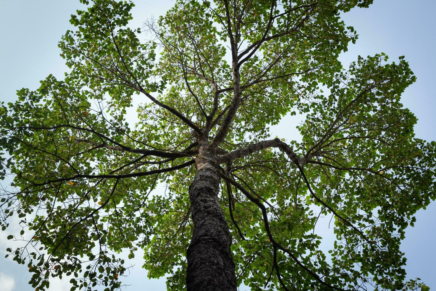 Big tree Dipterocarpus Alatus trunk and branch in low angle view. View of a tree crown from below. photo