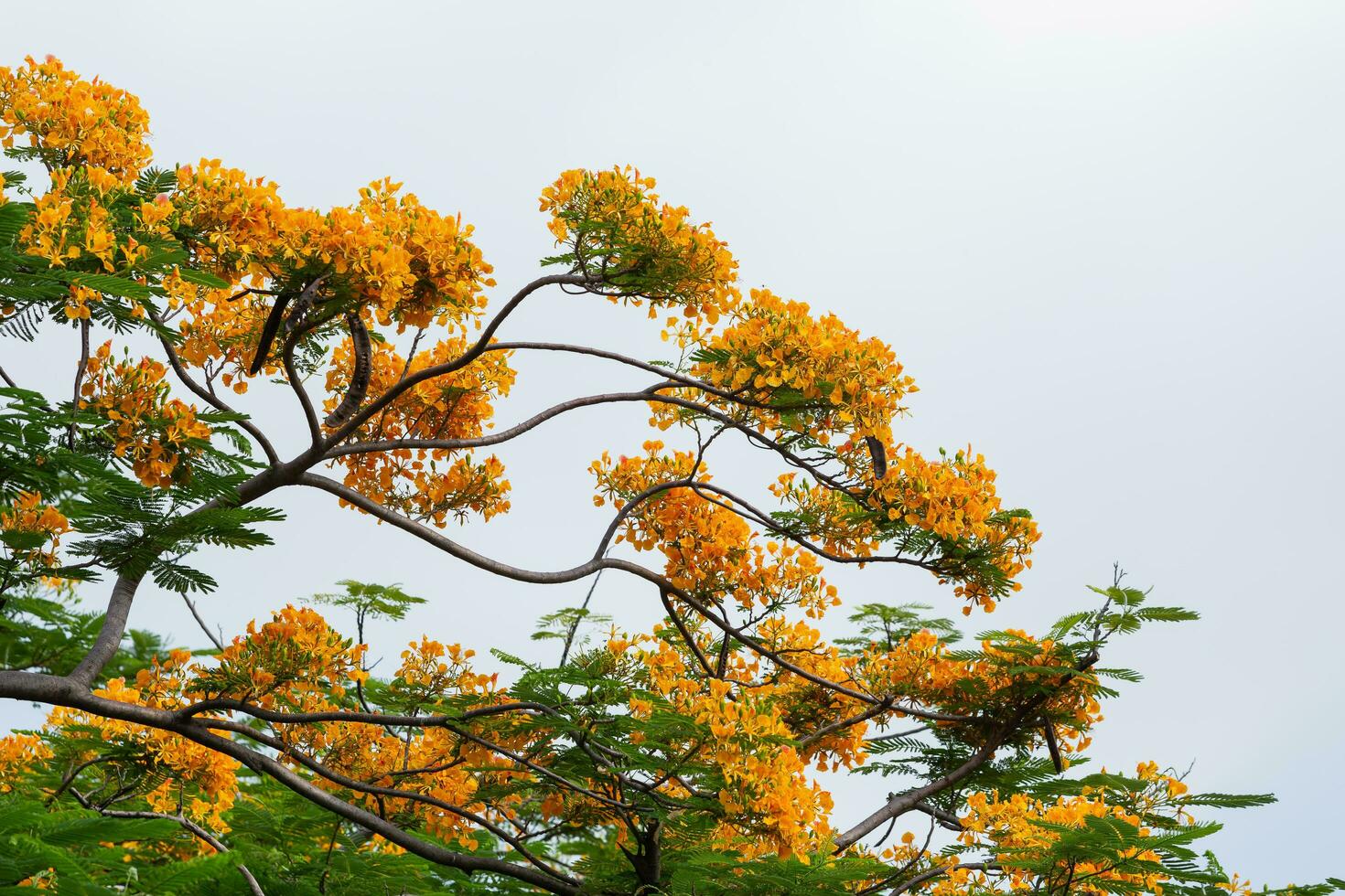 The Royal Poinciana tree has a common name in the Thai language. The flame is a large perennial plant. Deciduous in the dry season The crown is wide, the flowers are many, dark yellow, orange, red. photo