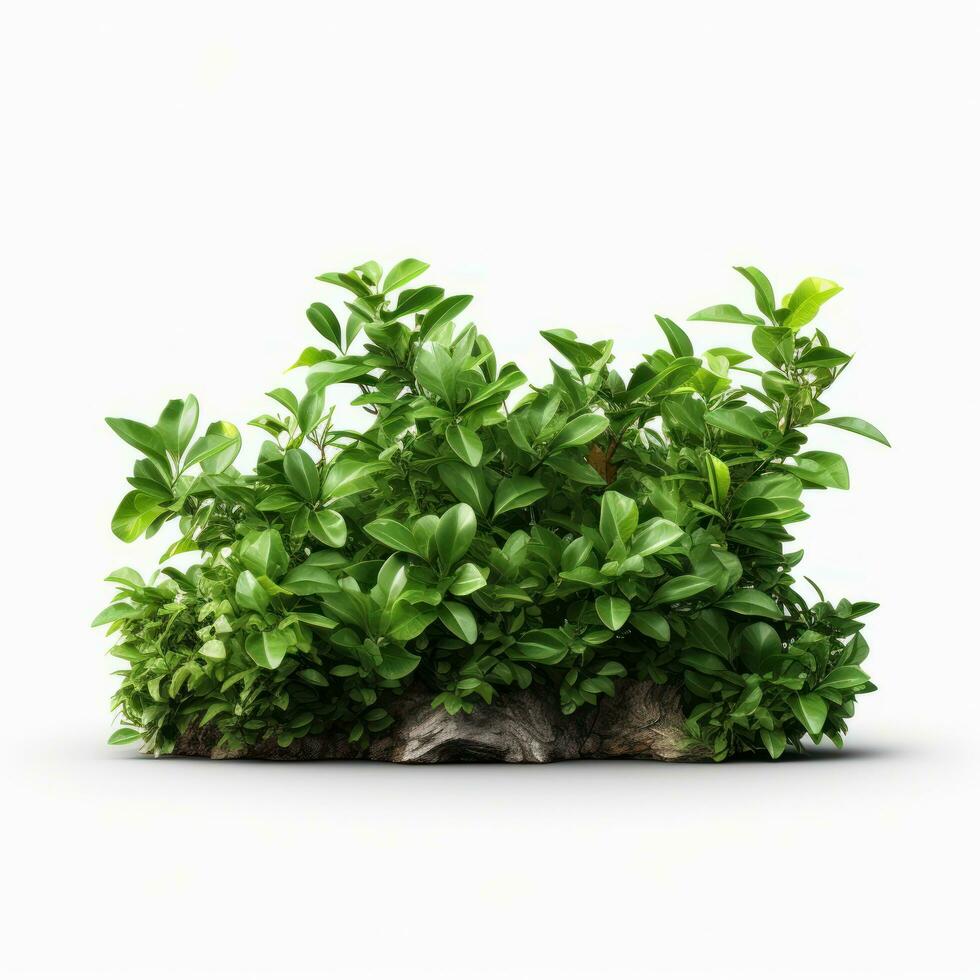 Green bush isolated photo