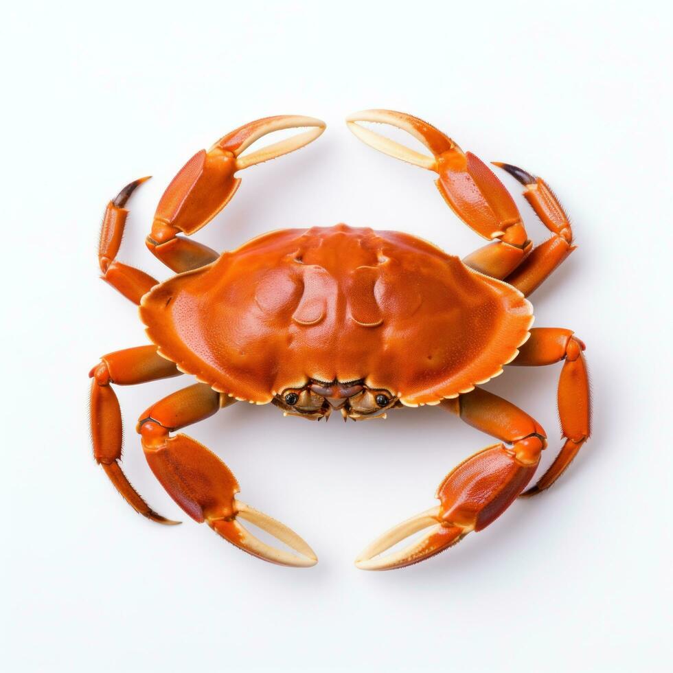 Red crab isolated photo