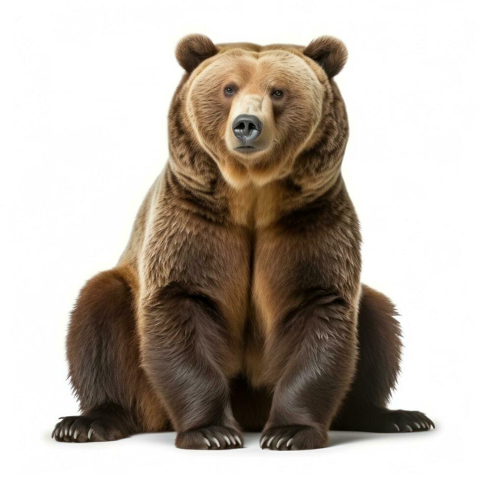 bear brown on white photo
