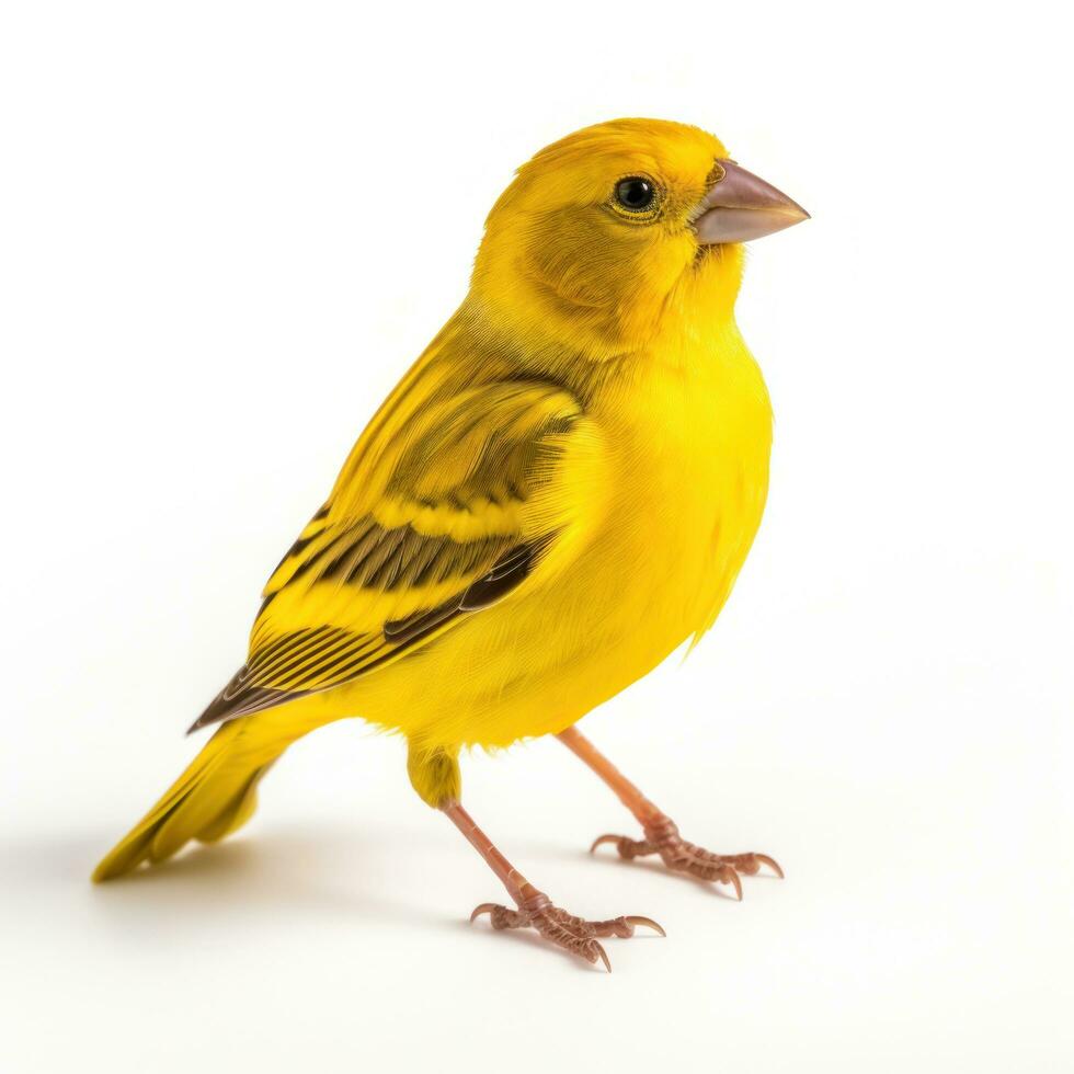 Yellow canary bird isolated photo