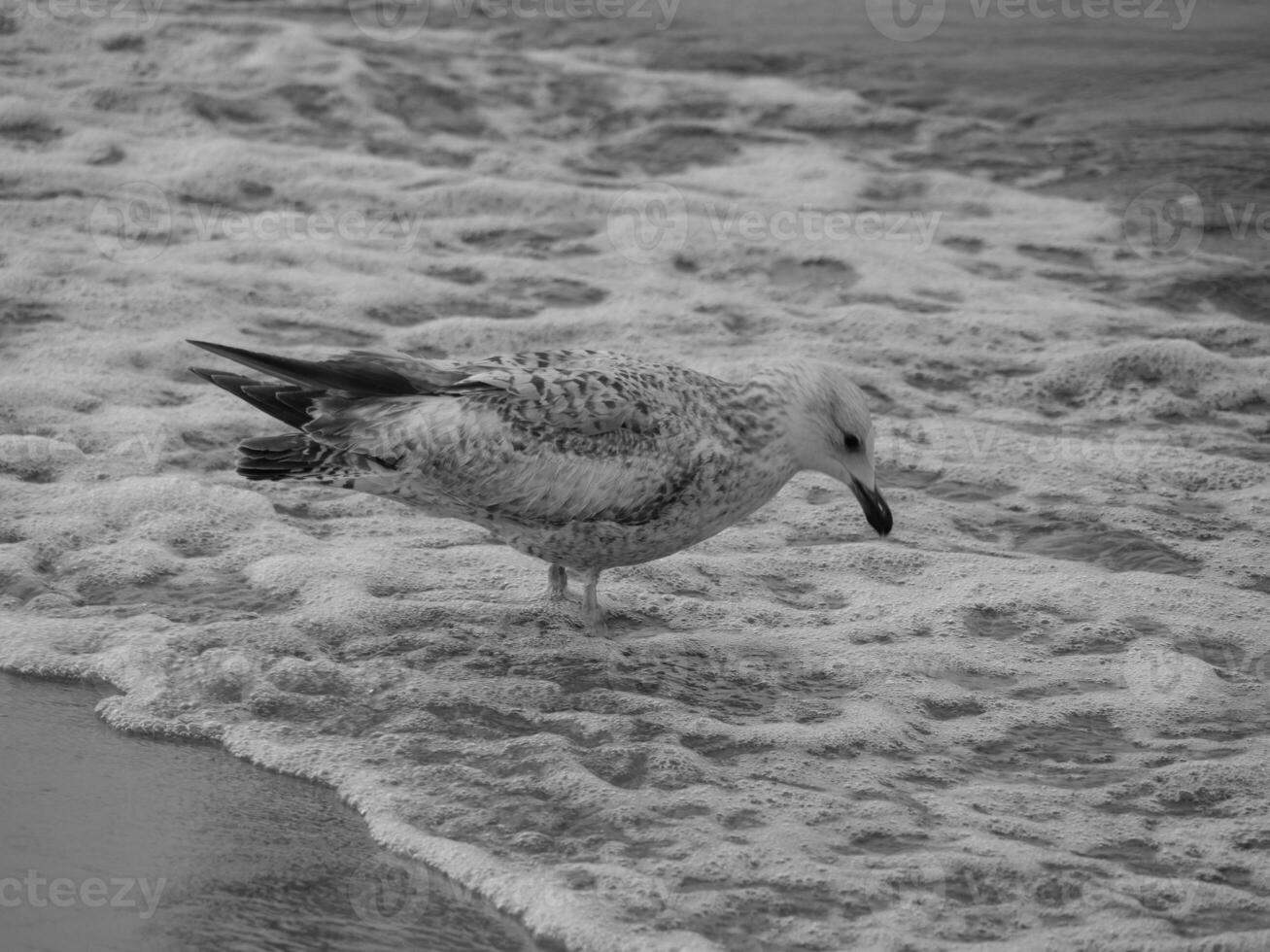 el mar báltico en polonia foto