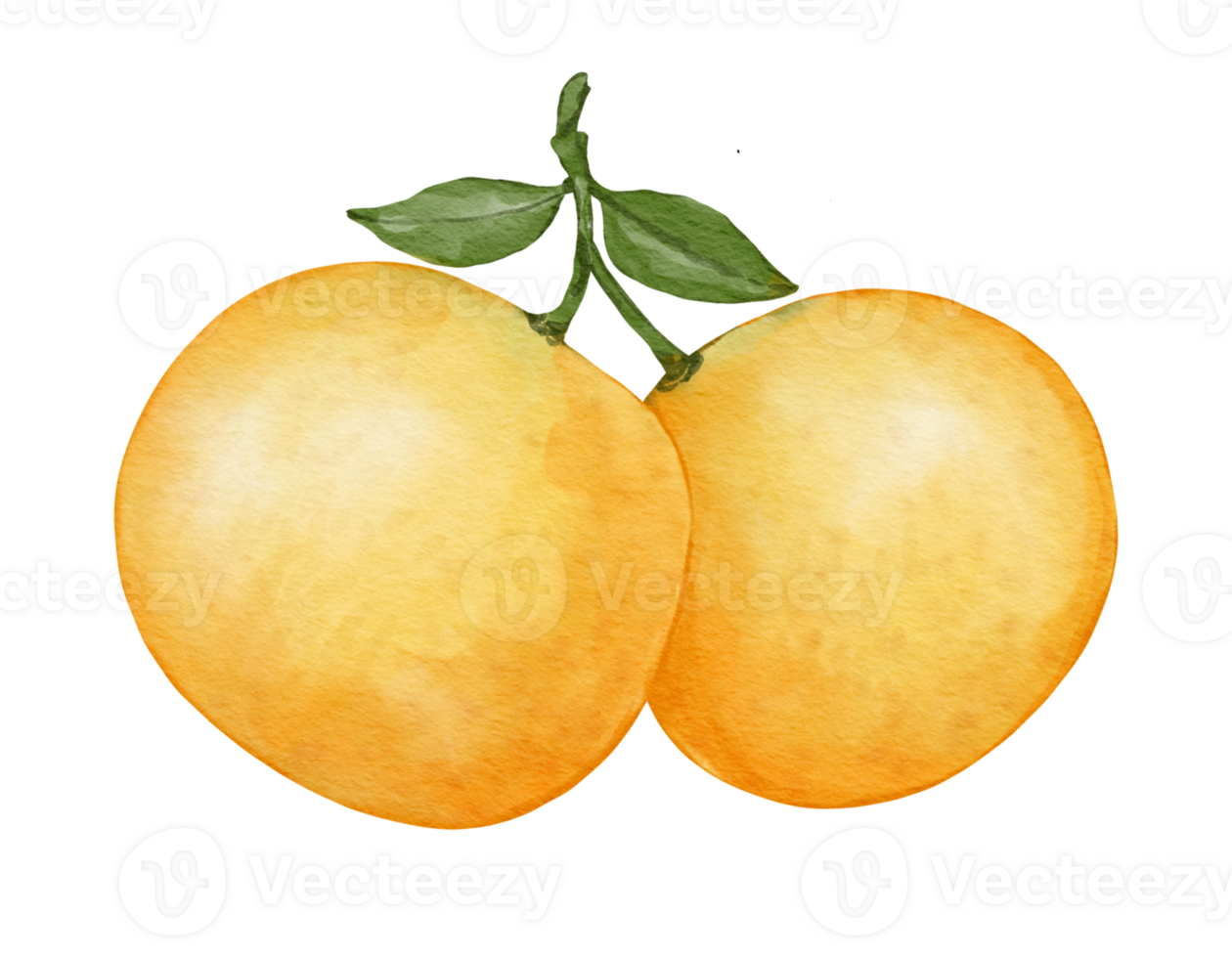 tangerines fruit watercolor illustration isolated element 27782316 PNG