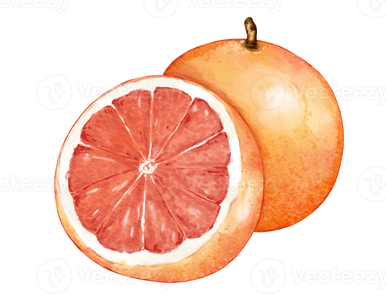 grapefruit fruit composition  watercolor illustration isolated element png