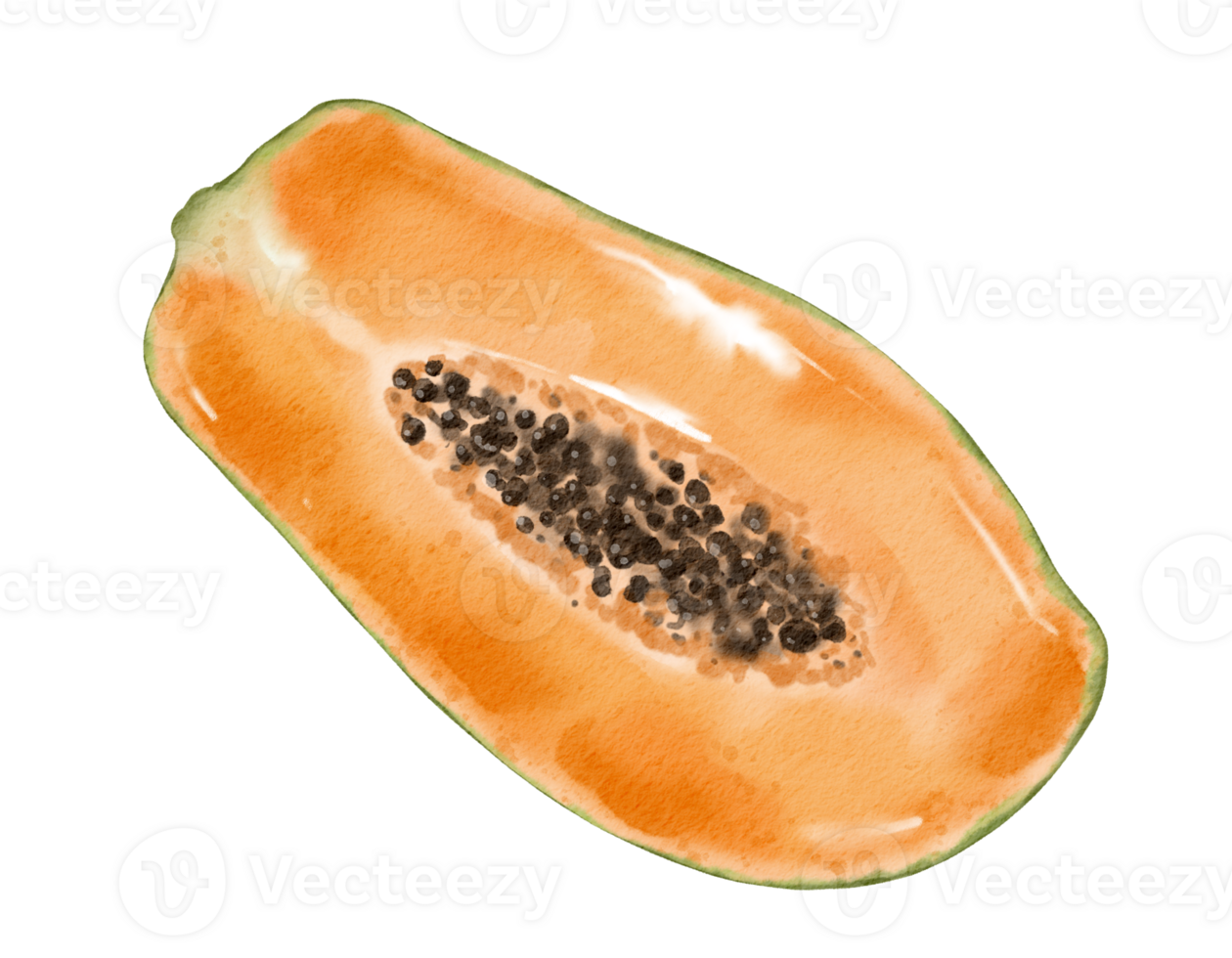 papaya frukt vattenfärg illustration isolerat element png