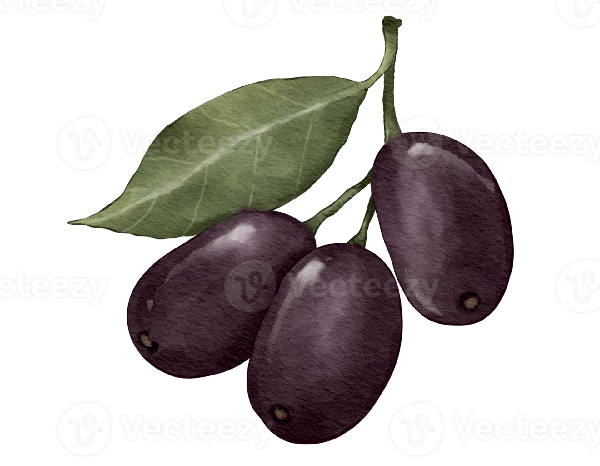 jamun fruit fruit watercolor illustration isolated element 27782344 PNG