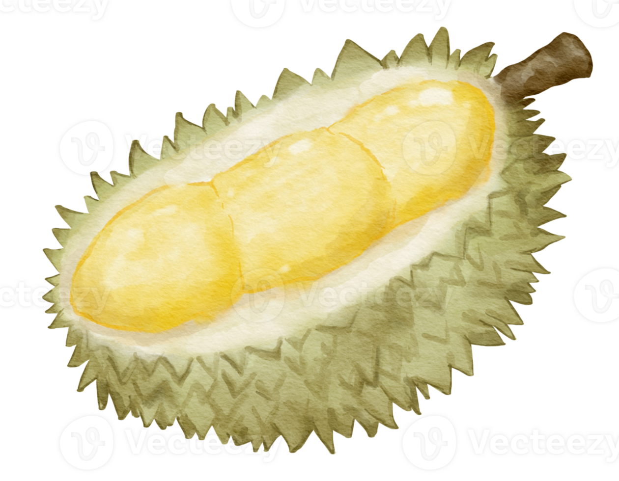 durian fruit composition watercolor illustration isolated element png