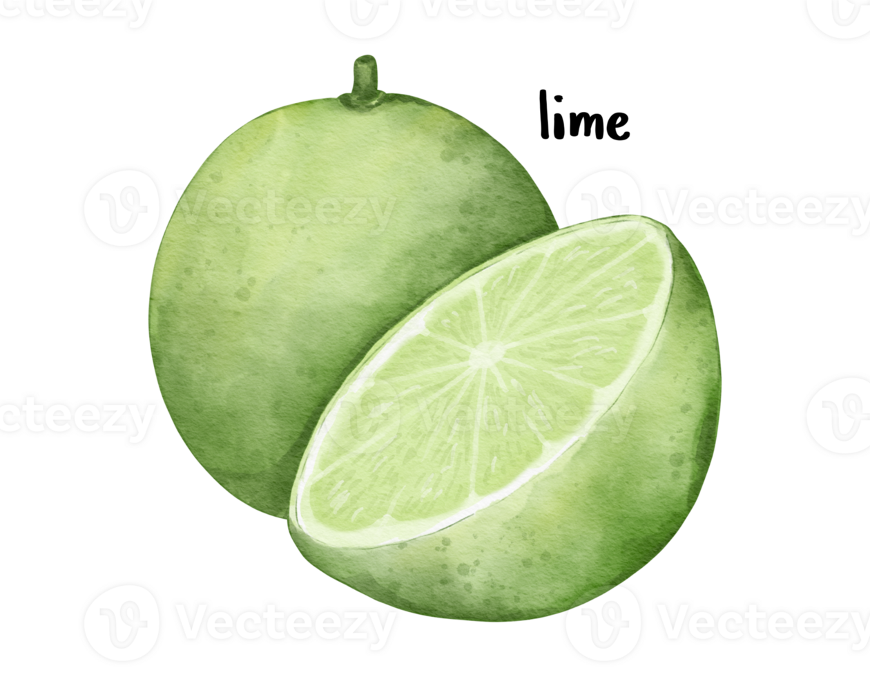 lime fruit   watercolor illustration isolated element png