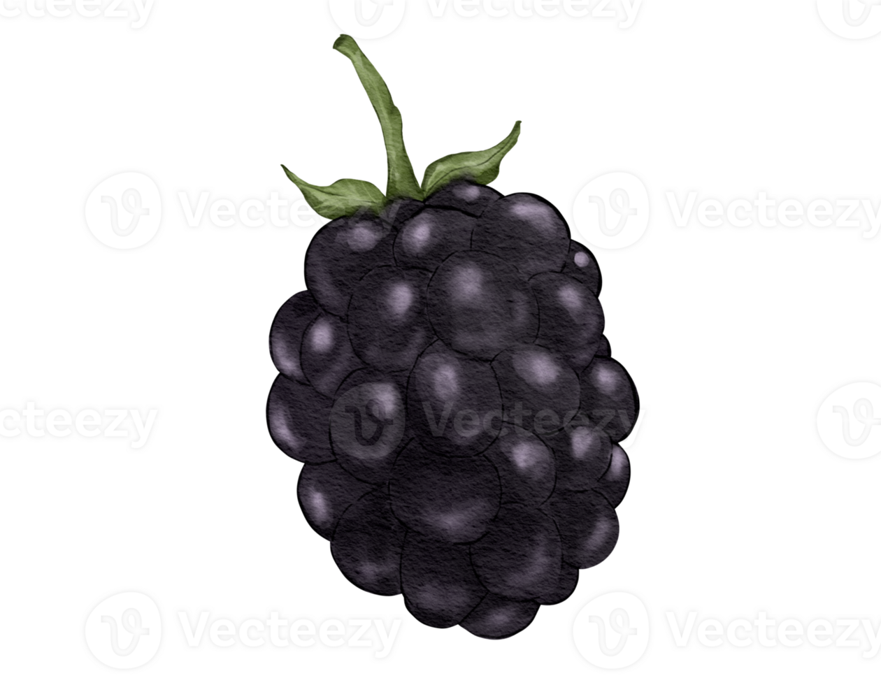 blackberry fruit composition watercolor illustration isolated element