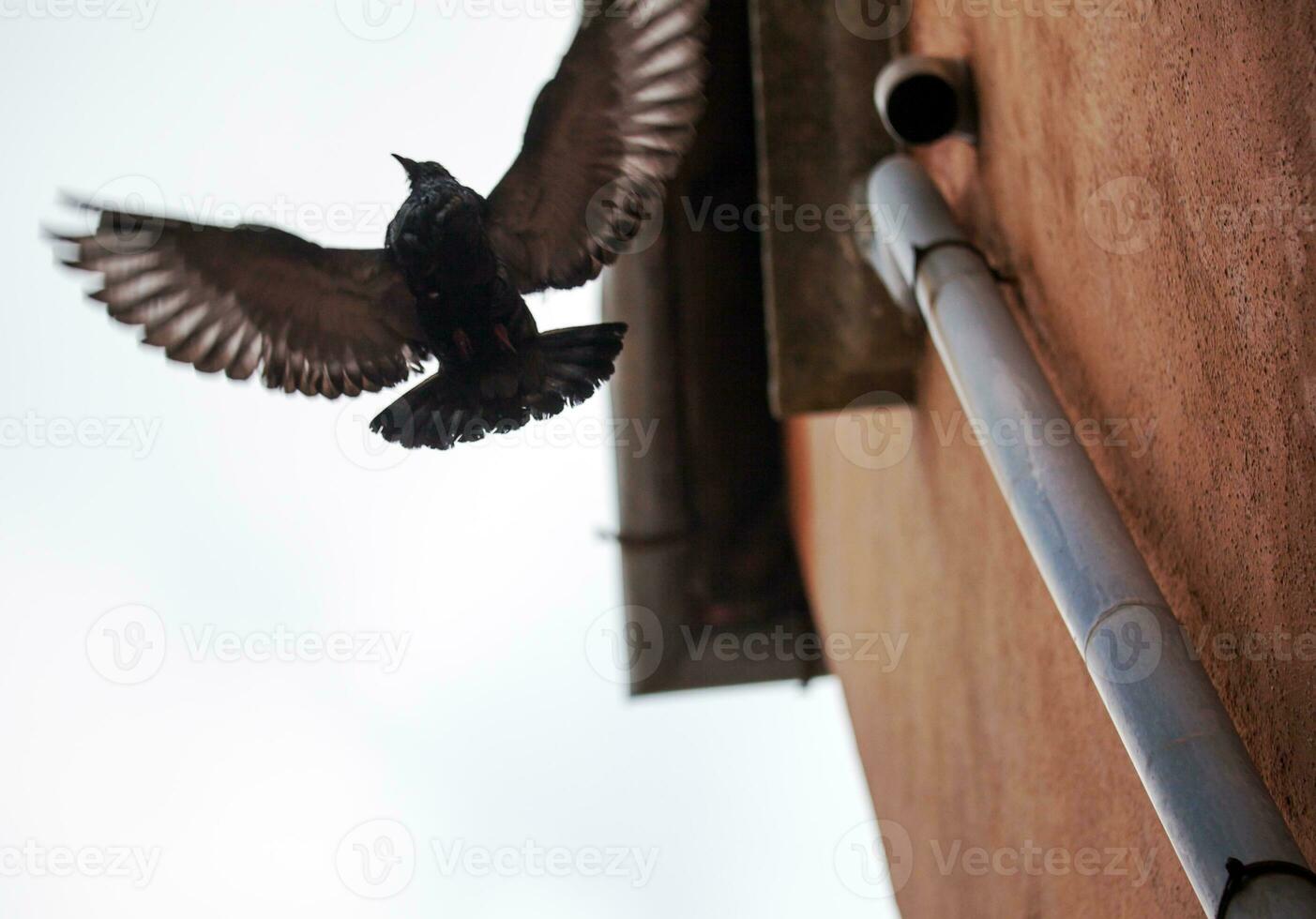 Bird with wide wing spread flying near the building photo