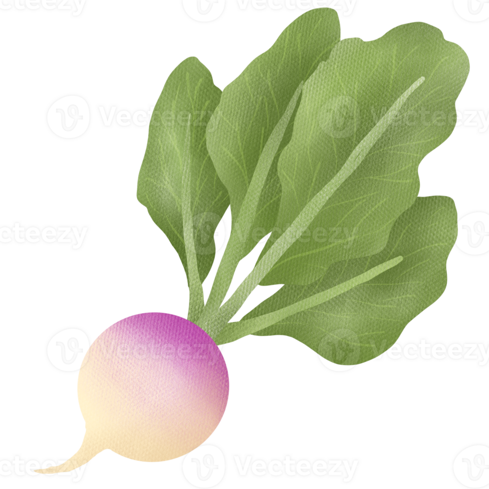 Hand drawn turnip drawing png