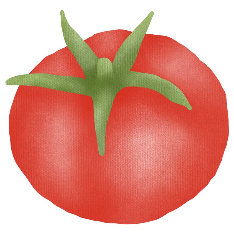 Hand drawn tomato drawing png