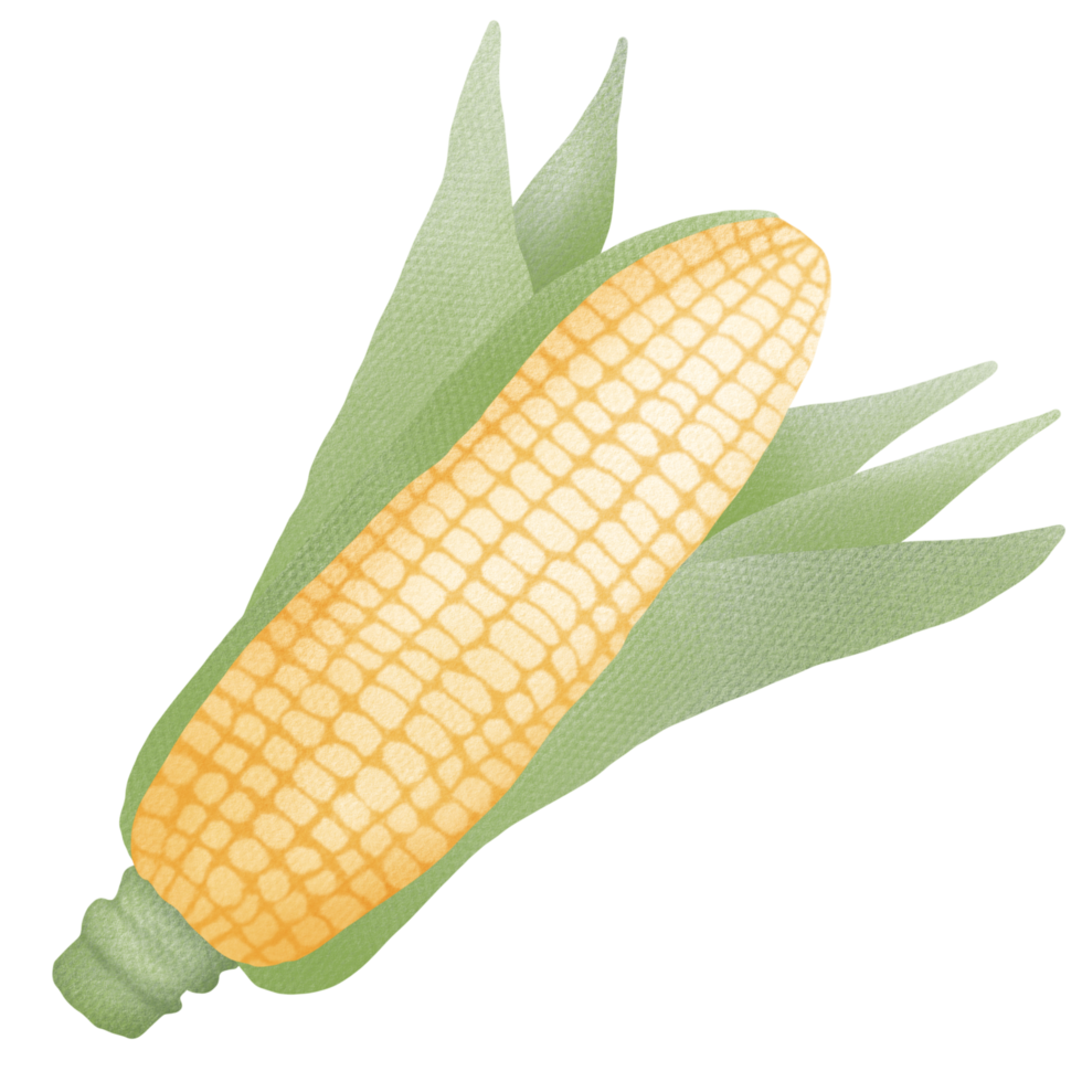 Hand drawn corn drawing png