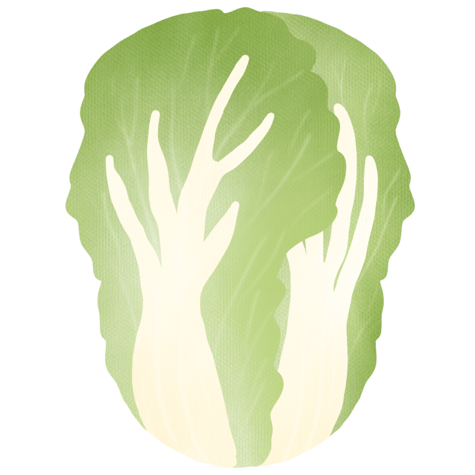 Hand drawn chinese cabbage drawing png