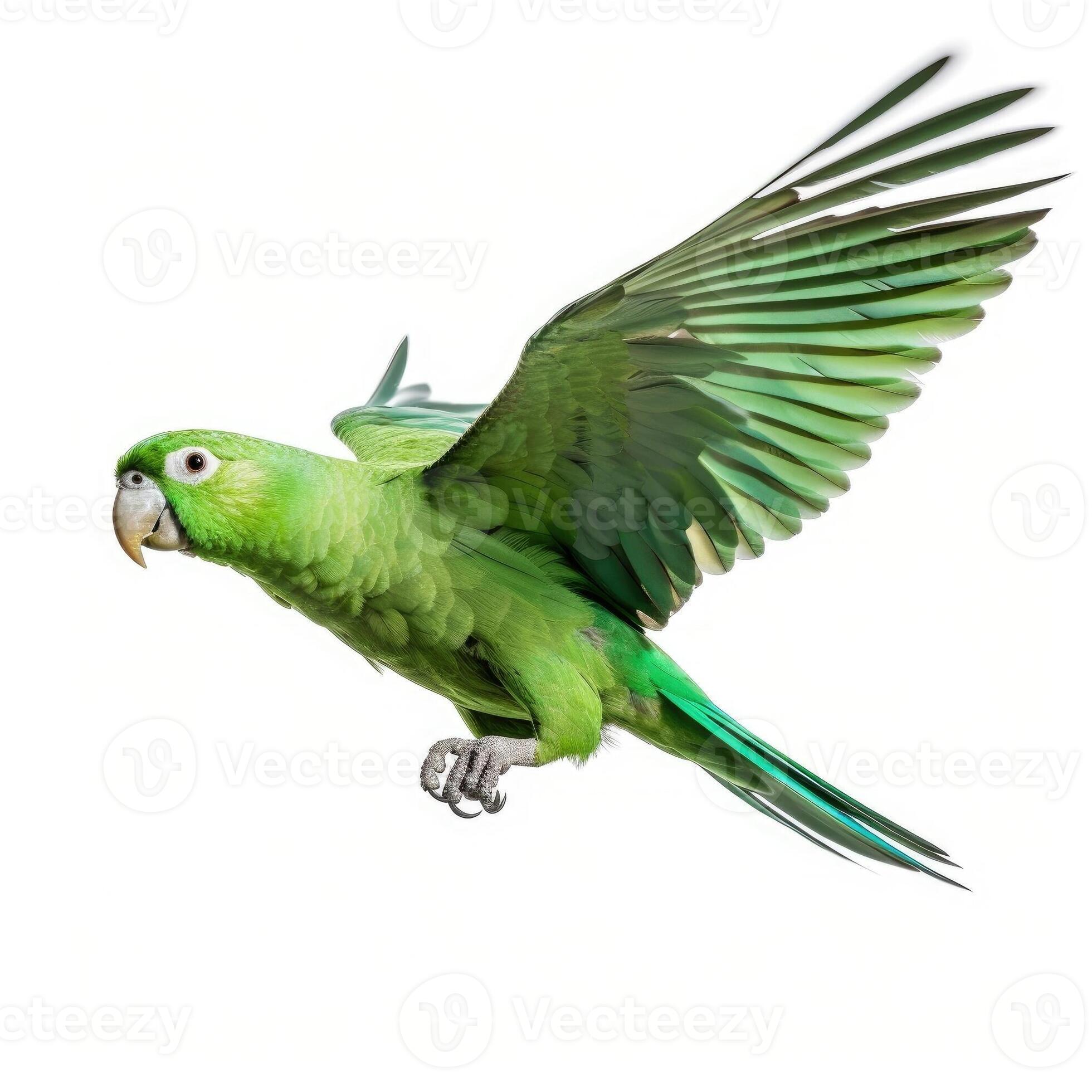 Green parrot isolated on white background. 27786531 Stock Photo at Vecteezy