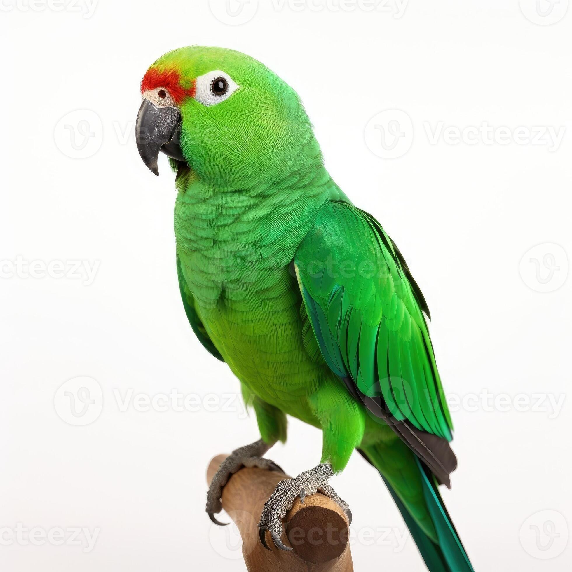 Green parrot isolated on white background. 27786535 Stock Photo at Vecteezy