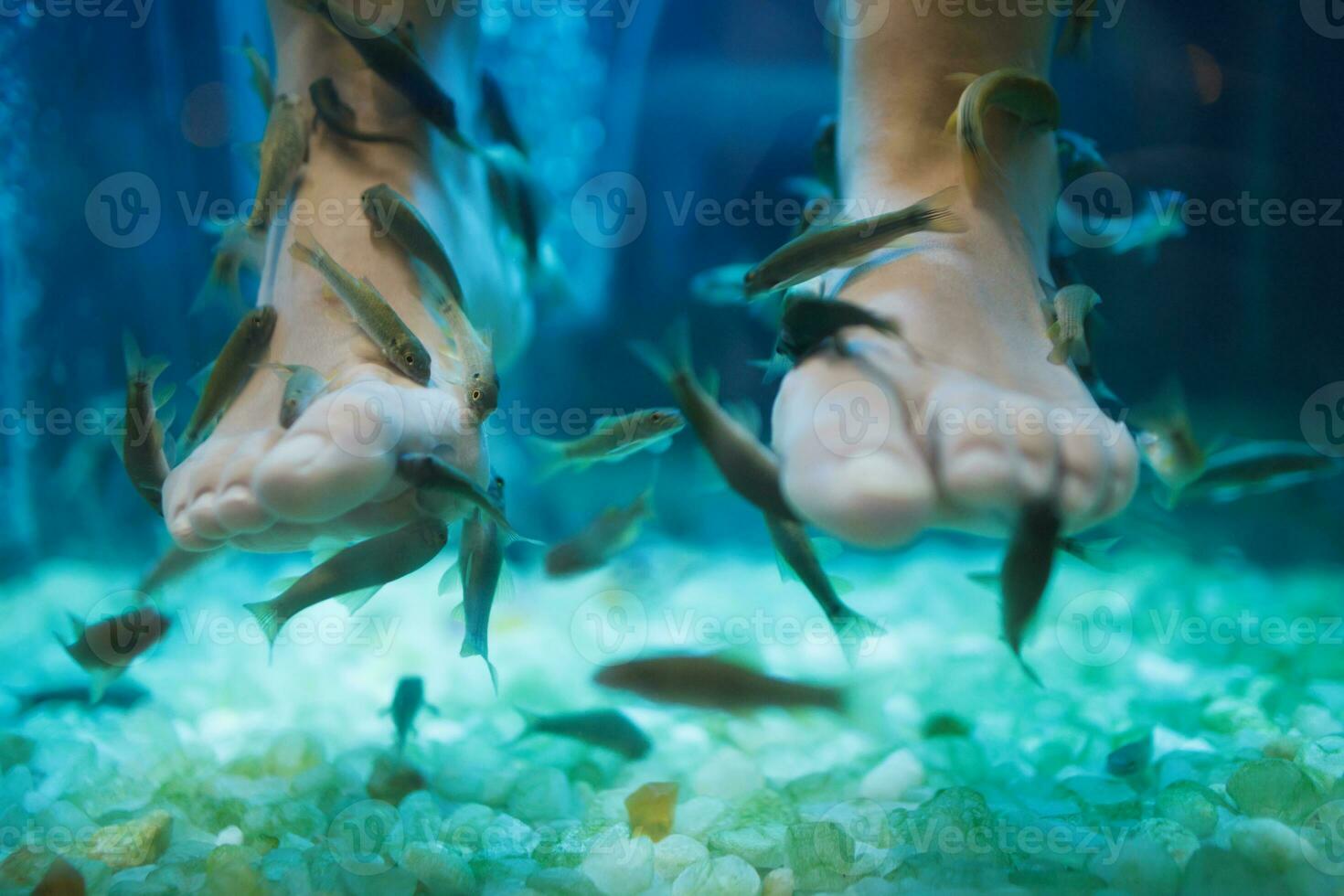 Fish spa pedicure wellness skin care treatment photo