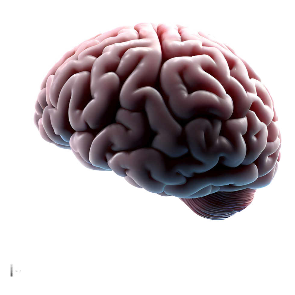 Humain cerveau organe avec transparent Contexte png