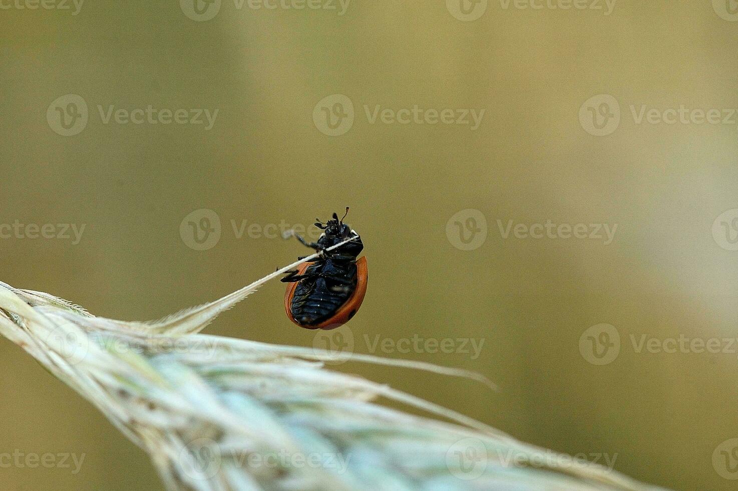 small delicate ladybug in closeup sitting on a rye ears on a neutral background photo