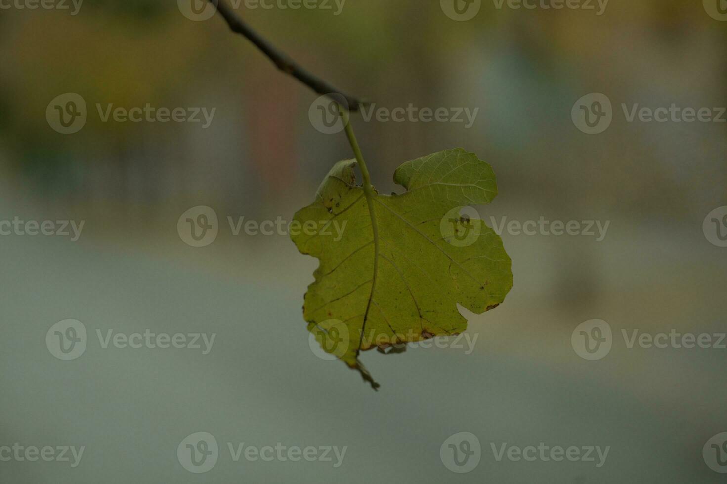 soltero amarillo marchitez hoja en un árbol foto