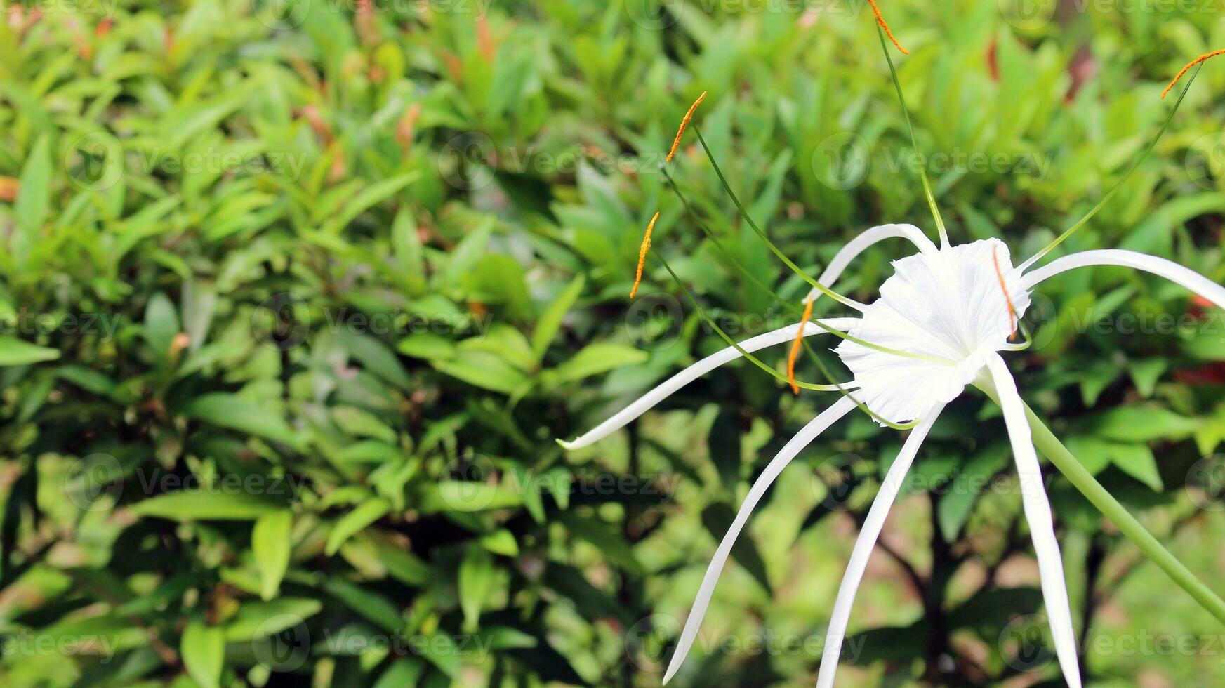 Close-up view of white flowers in the garden photo