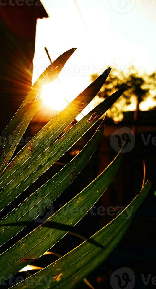 View of the sun from behind the leaves photo