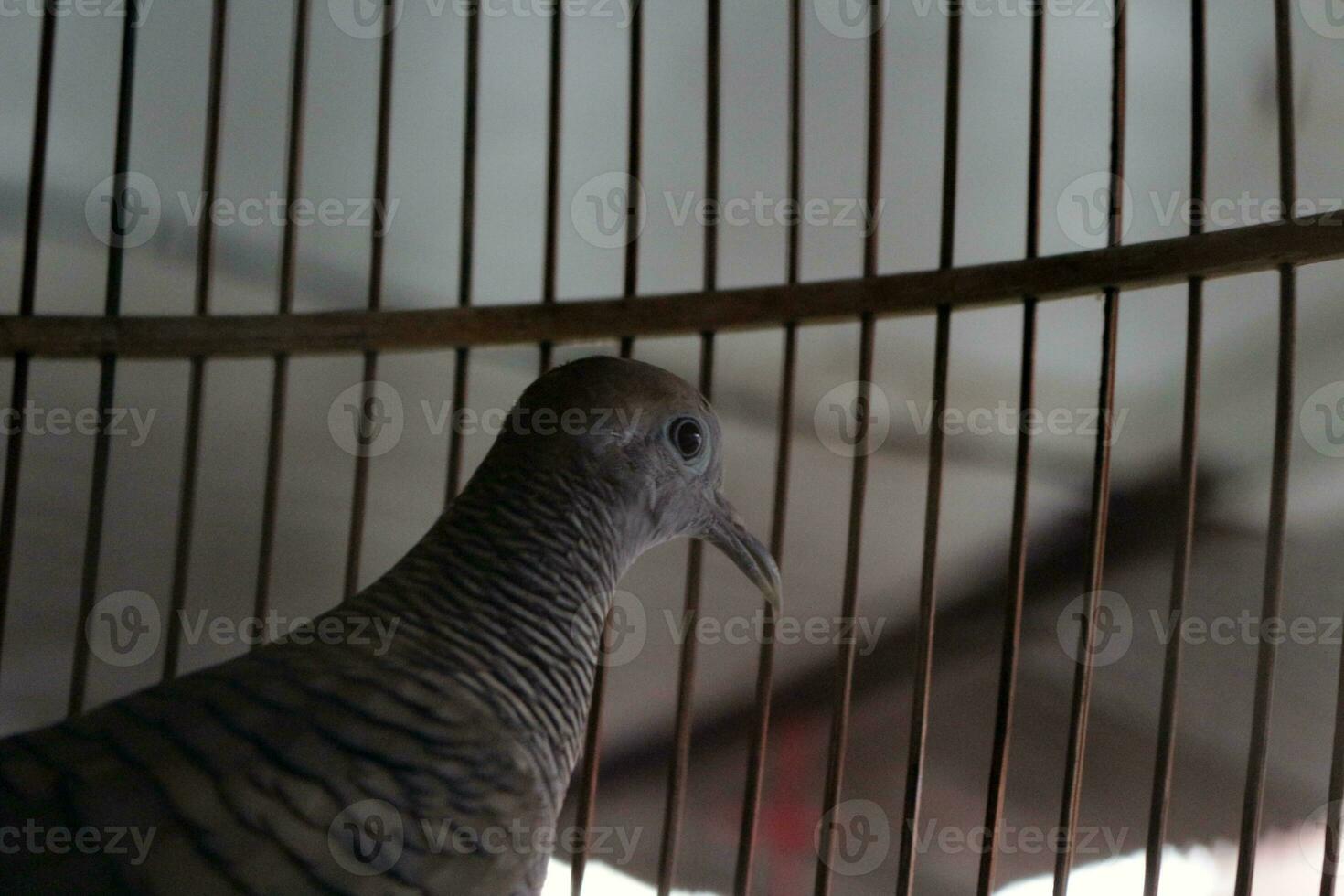 Zebra dove in a cage photo