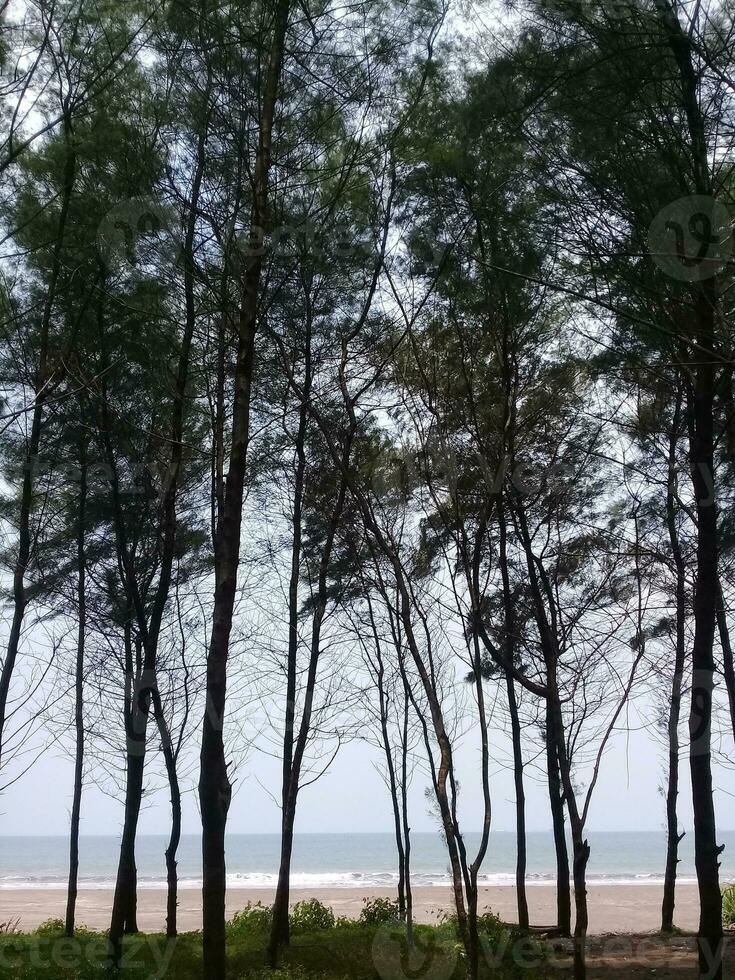 View of tall trees on the beach photo