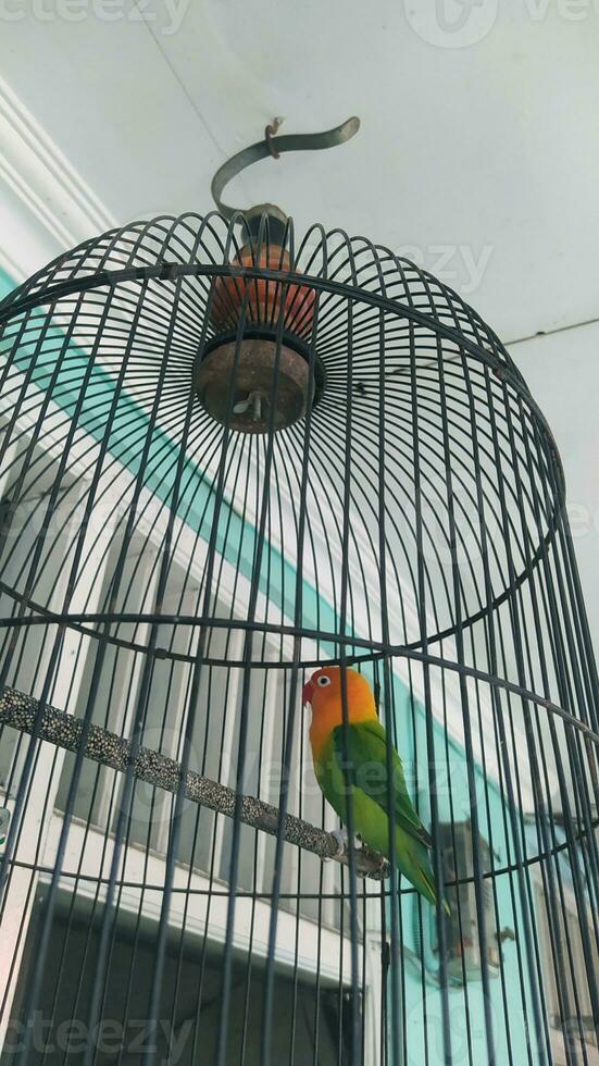 The cutest love bird is in a cage photo
