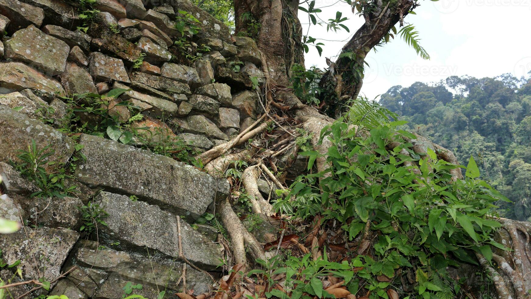 Tree roots on a hill with rocks and plants around it photo